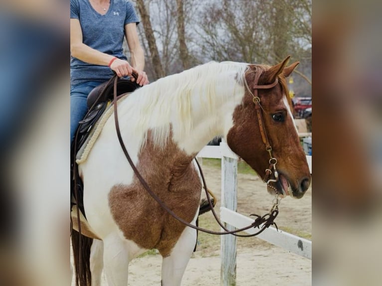American Paint Horse Stute 8 Jahre 157 cm Roan-Red in Aynor, SC