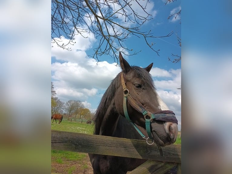 American Paint Horse Mix Stute 8 Jahre 160 cm Rappe in soignies
