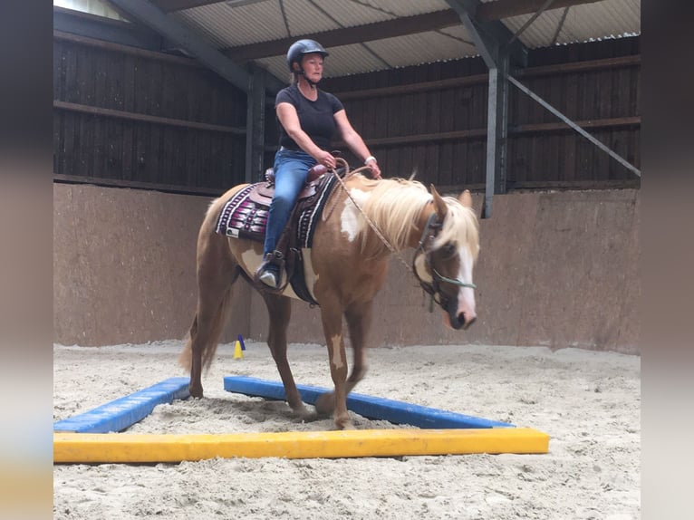 American Paint Horse Stute 8 Jahre 160 cm in Mont