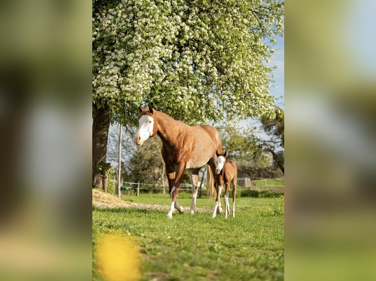 American Paint Horse Stute 8 Jahre 162 cm Roan-Red in Kleines Wiesental