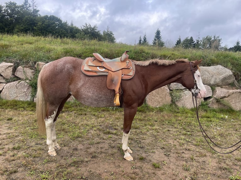 American Paint Horse Stute 8 Jahre 162 cm Roan-Red in Kleines Wiesental