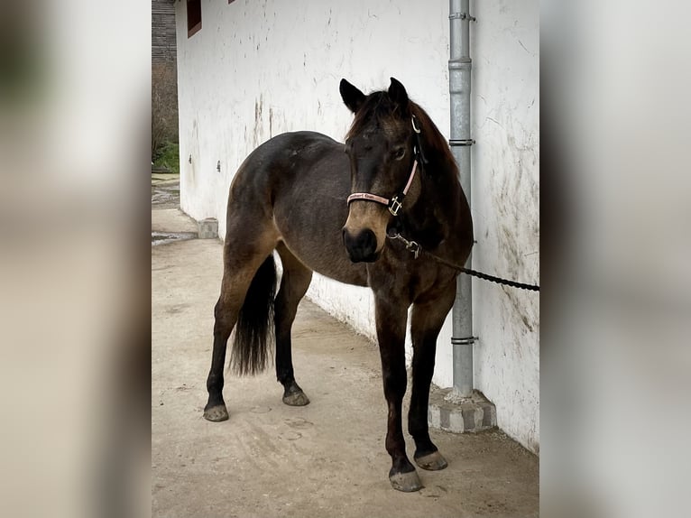 American Paint Horse Stute 8 Jahre Buckskin in Zuzenhausen