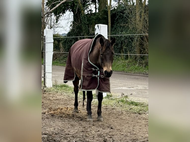 American Paint Horse Stute 8 Jahre Buckskin in Zuzenhausen