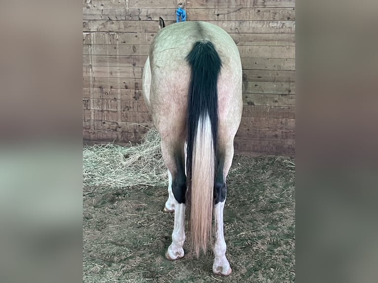 American Paint Horse Stute 8 Jahre Overo-alle-Farben in Dundas, Ontario
