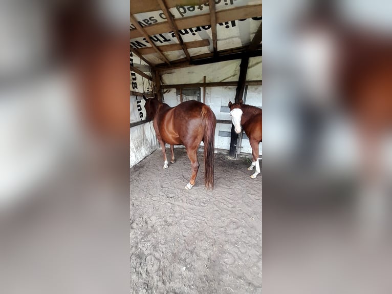 American Paint Horse Stute 9 Jahre 143 cm Fuchs in Rzgów