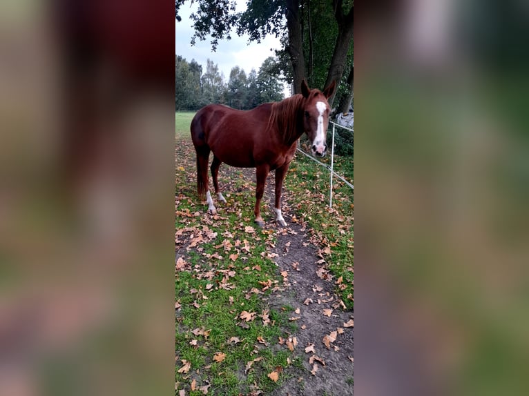 American Paint Horse Stute 9 Jahre 143 cm Fuchs in Rzgów
