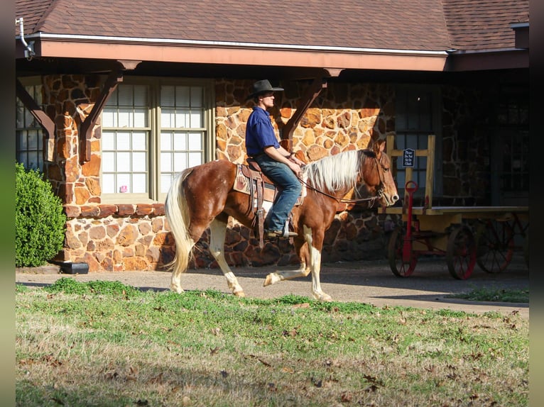 American Paint Horse Stute 9 Jahre 150 cm Tobiano-alle-Farben in Cushing