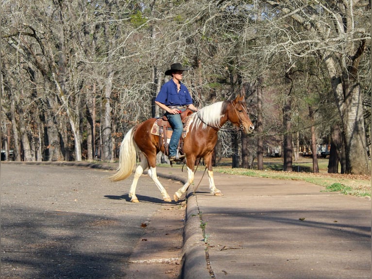 American Paint Horse Stute 9 Jahre 150 cm Tobiano-alle-Farben in Cushing