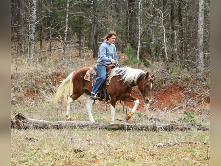 American Paint Horse Stute 9 Jahre 150 cm Tobiano-alle-Farben in Cushing