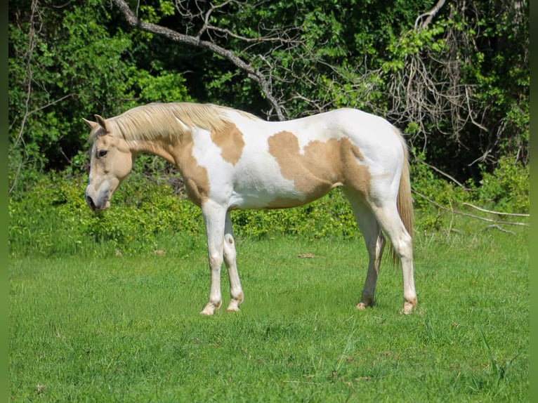 American Paint Horse Stute 9 Jahre 150 cm Tobiano-alle-Farben in Poolville