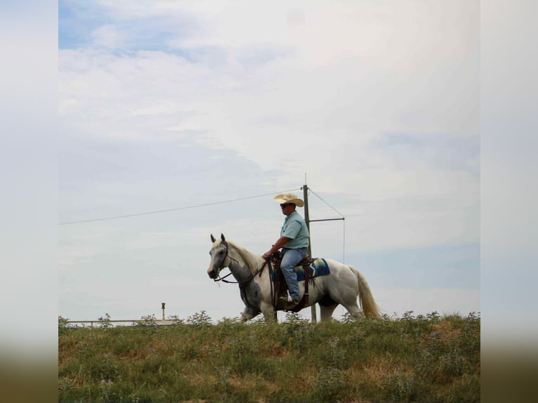 American Paint Horse Stute 9 Jahre 152 cm Tobiano-alle-Farben in Stephenville TX