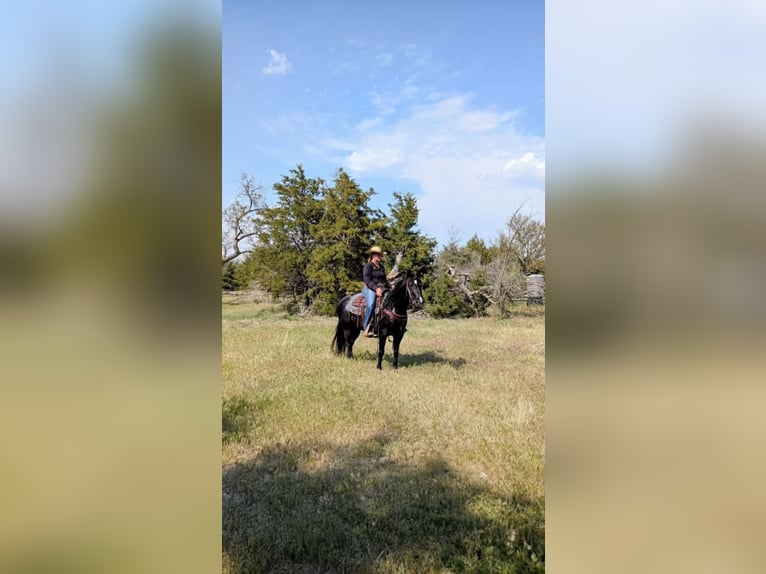 American Paint Horse Stute 9 Jahre 157 cm Rappe in Carleton
