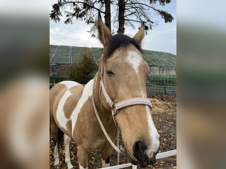 American Paint Horse Stute 9 Jahre 170 cm Palomino in Langerwehe