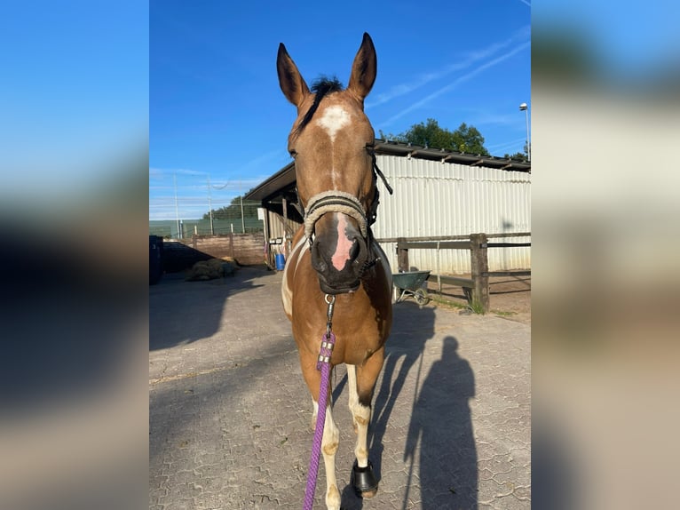 American Paint Horse Stute 9 Jahre 170 cm Palomino in Langerwehe