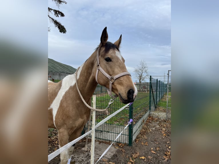 American Paint Horse Stute 9 Jahre 170 cm Palomino in Langerwehe