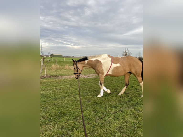 American Paint Horse Stute 9 Jahre 170 cm Palomino in Langerwehe