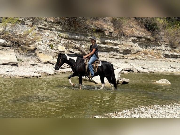 American Paint Horse Mix Stute 9 Jahre Schecke in Cleburne