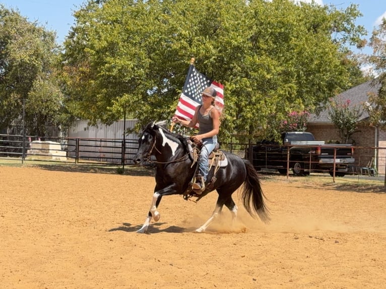 American Paint Horse Mix Stute 9 Jahre Schecke in Cleburne