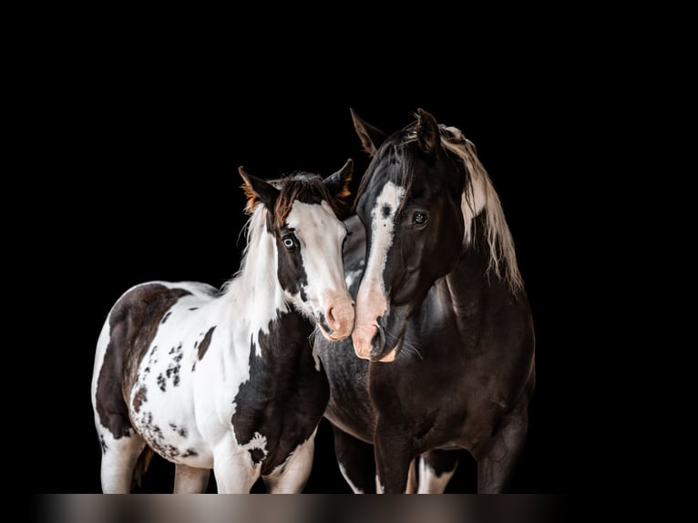 American Paint Horse Stute 9 Jahre Tobiano-alle-Farben in Montmorillon