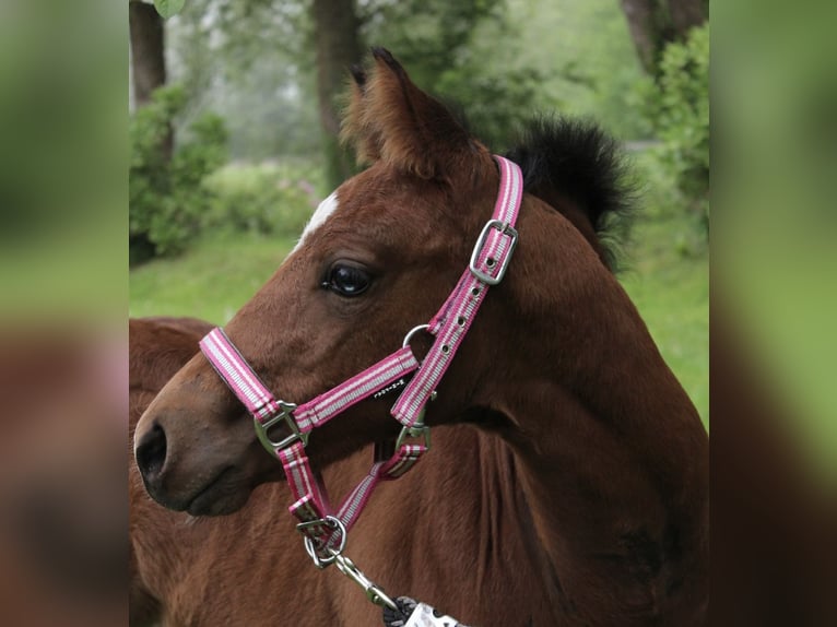 American Paint Horse Stute Fohlen (03/2026) 148 cm Brauner in Midwolde