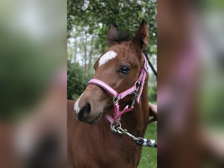 American Paint Horse Stute Fohlen (03/2026) 148 cm Brauner in Midwolde