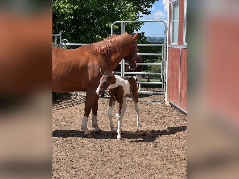 American Paint Horse Stute Fohlen (05/2026) 148 cm Tobiano-alle-Farben in Haldenwang