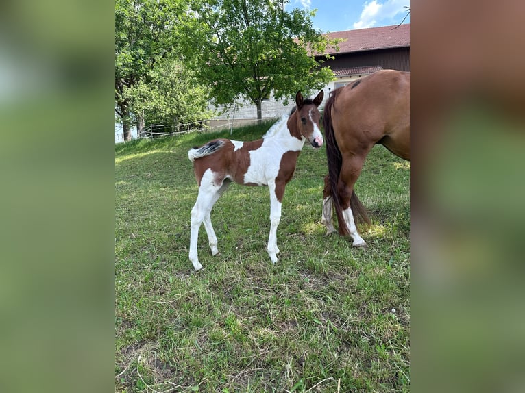 American Paint Horse Stute Fohlen (05/2026) 148 cm Tobiano-alle-Farben in Haldenwang