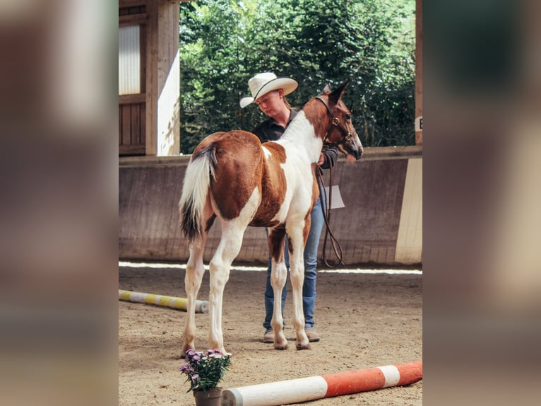 American Paint Horse Stute Fohlen (05/2026) 148 cm Tobiano-alle-Farben in Haldenwang