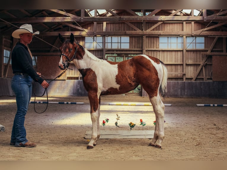American Paint Horse Stute Fohlen (05/2026) 148 cm Tobiano-alle-Farben in Haldenwang