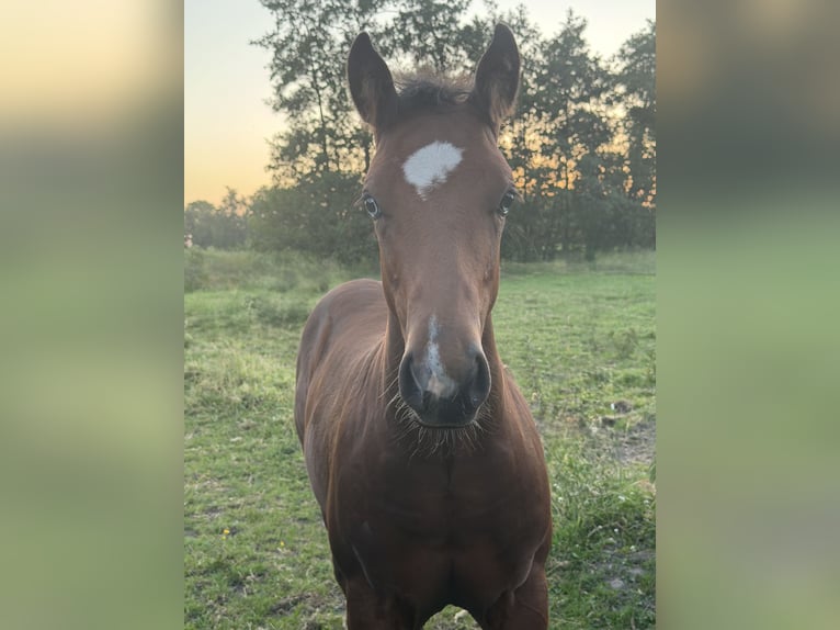 American Paint Horse Stute Fohlen (03/2026) 150 cm Brauner in Midwolde