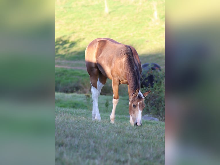 American Paint Horse Stute Fohlen (04/2026) 150 cm Buckskin in Neuendorf