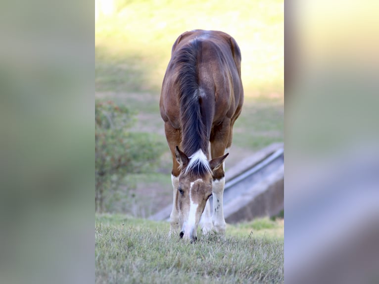 American Paint Horse Stute Fohlen (04/2026) 150 cm Buckskin in Neuendorf