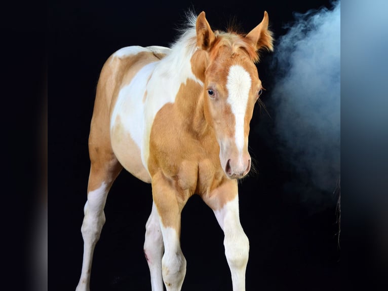 American Paint Horse Stute Fohlen (05/2025) 150 cm Champagne in Obertaufkirchen
