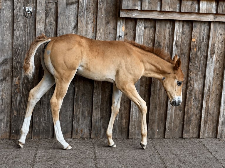American Paint Horse Stute Fohlen (05/2026) 150 cm Dunkelfuchs in Krickenbach
