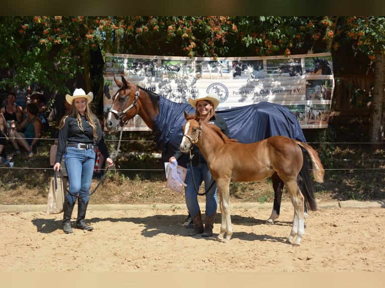 American Paint Horse Stute Fohlen (05/2026) 150 cm Dunkelfuchs in Krickenbach