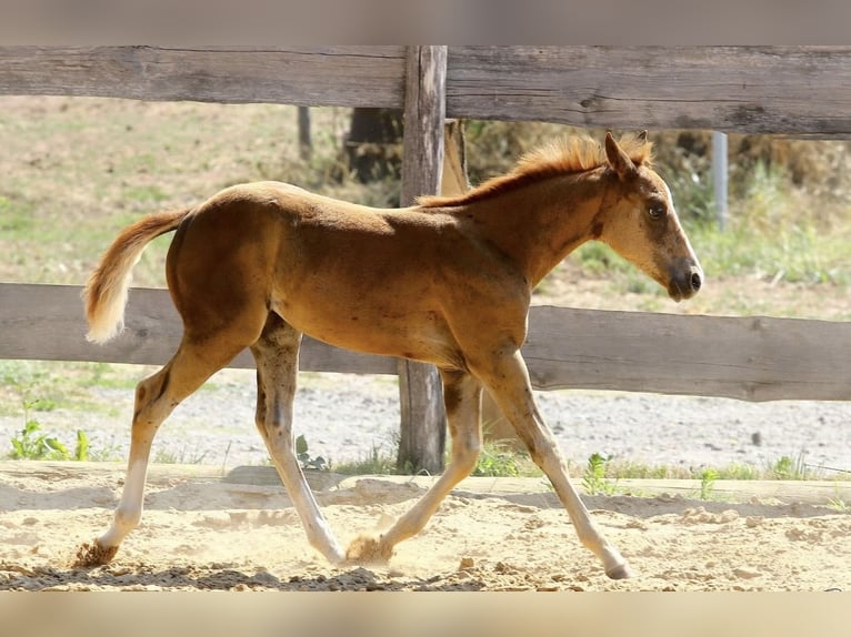 American Paint Horse Stute Fohlen (05/2026) 150 cm Dunkelfuchs in Krickenbach