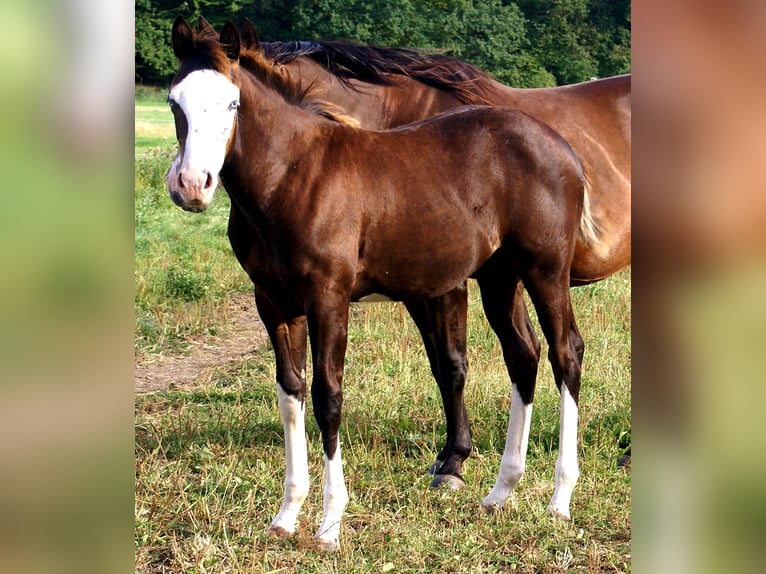 American Paint Horse Stute Fohlen (03/2026) 150 cm Overo-alle-Farben in Velpke