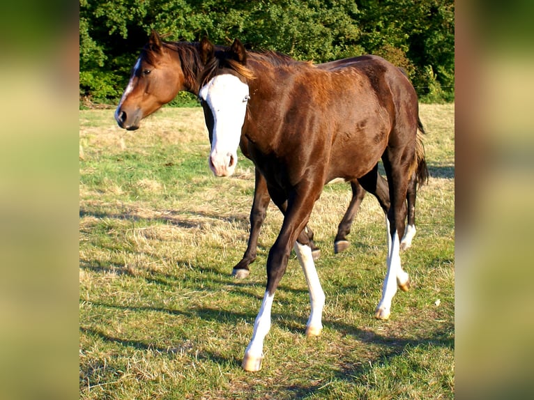 American Paint Horse Stute Fohlen (03/2026) 150 cm Overo-alle-Farben in Velpke