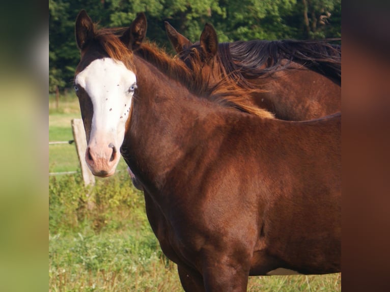 American Paint Horse Stute Fohlen (03/2026) 150 cm Overo-alle-Farben in Velpke