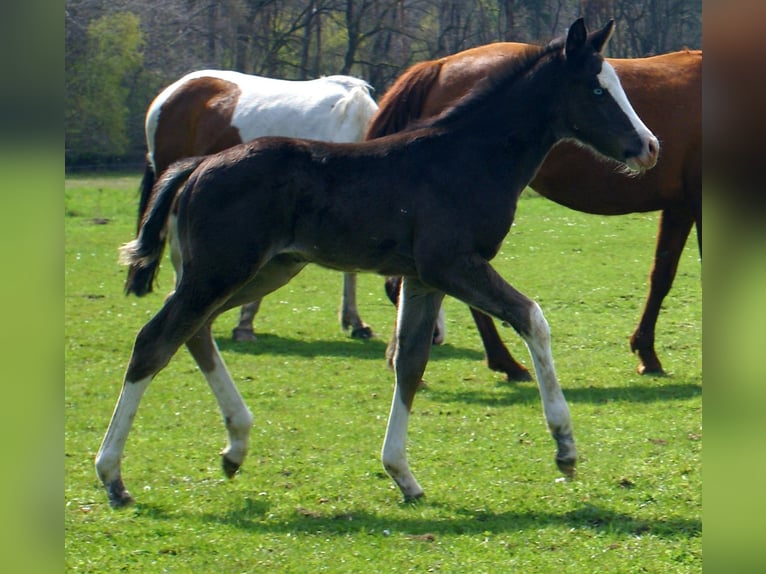 American Paint Horse Stute Fohlen (03/2026) 150 cm Overo-alle-Farben in Velpke