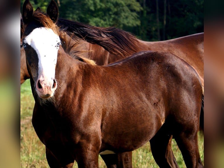 American Paint Horse Stute Fohlen (03/2026) 150 cm Overo-alle-Farben in Velpke