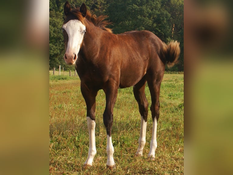 American Paint Horse Stute Fohlen (03/2026) 150 cm Overo-alle-Farben in Velpke