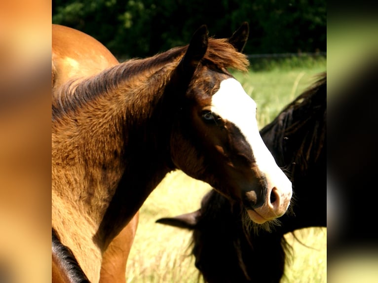 American Paint Horse Stute Fohlen (03/2026) 150 cm Overo-alle-Farben in Velpke