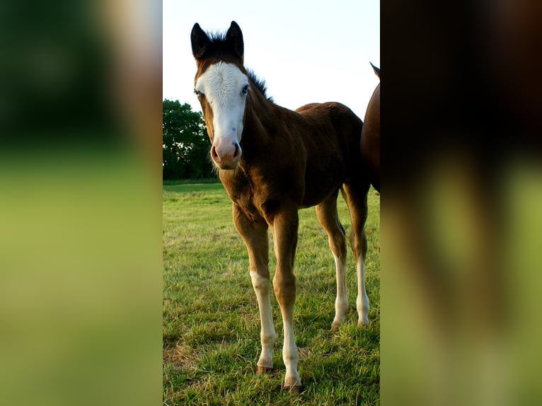 American Paint Horse Stute Fohlen (03/2026) 150 cm Overo-alle-Farben in Velpke