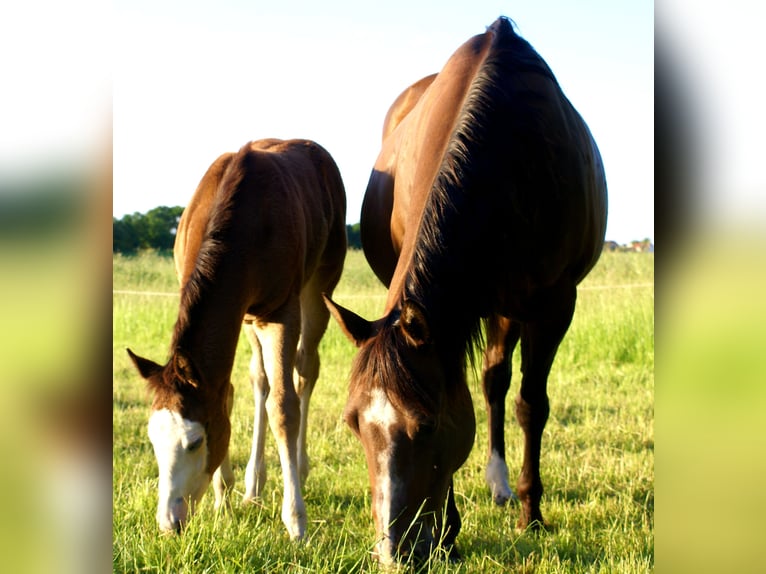 American Paint Horse Stute Fohlen (03/2026) 150 cm Overo-alle-Farben in Velpke