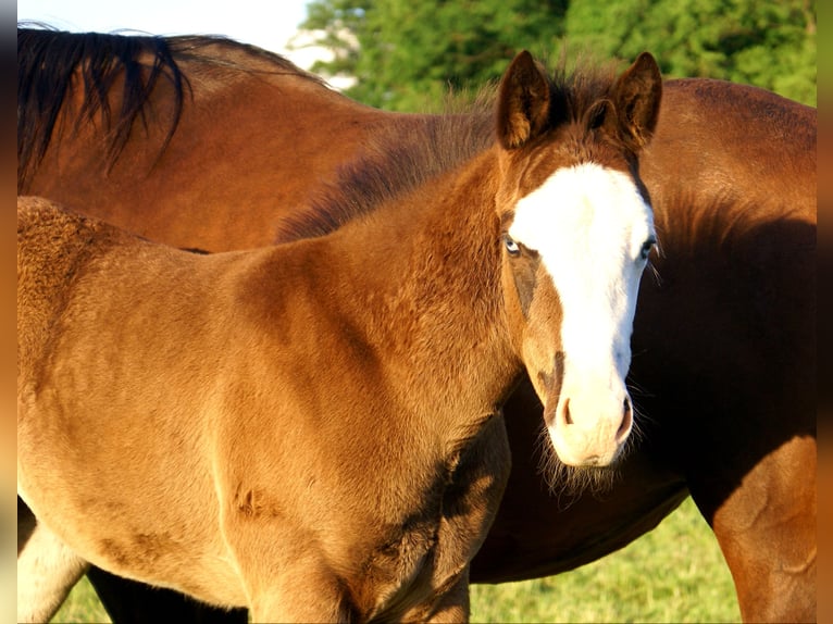 American Paint Horse Stute Fohlen (03/2026) 150 cm Overo-alle-Farben in Velpke