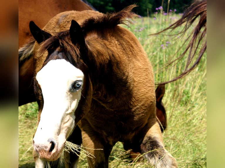 American Paint Horse Stute Fohlen (03/2026) 150 cm Overo-alle-Farben in Velpke