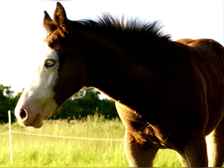 American Paint Horse Stute Fohlen (03/2026) 150 cm Overo-alle-Farben in Velpke