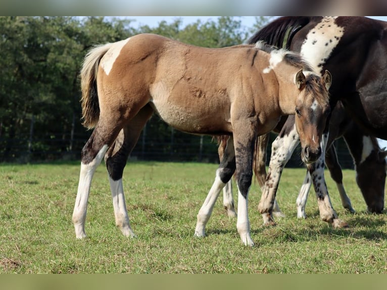 American Paint Horse Stute Fohlen (05/2025) 150 cm Tobiano-alle-Farben in Hellenthal