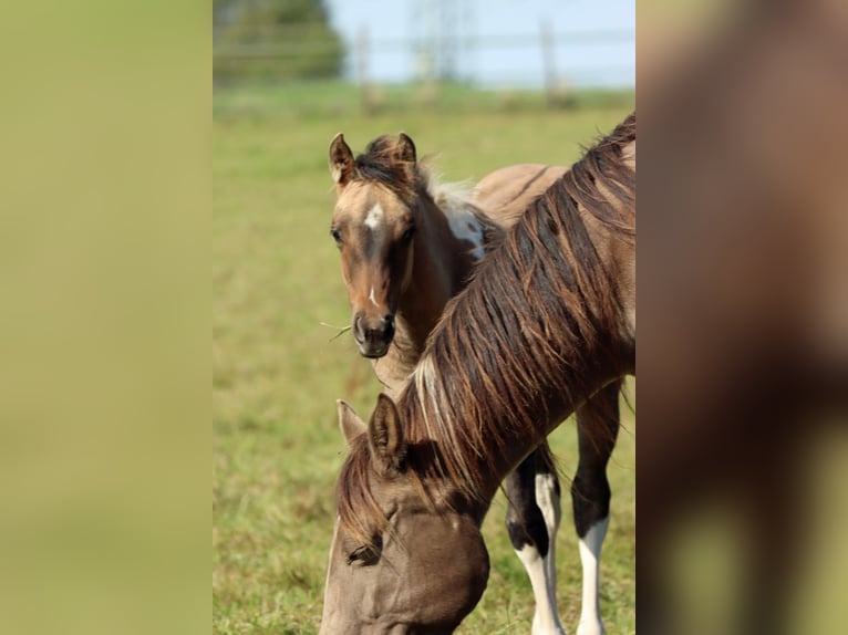 American Paint Horse Stute Fohlen (05/2025) 150 cm Tobiano-alle-Farben in Hellenthal